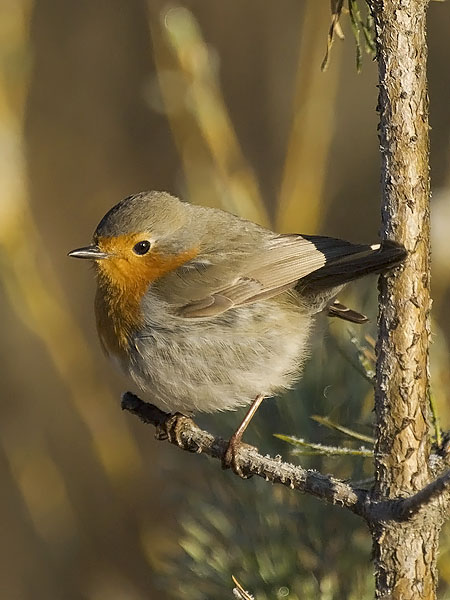 Punarinta, European Robin, Erithacus rubecula